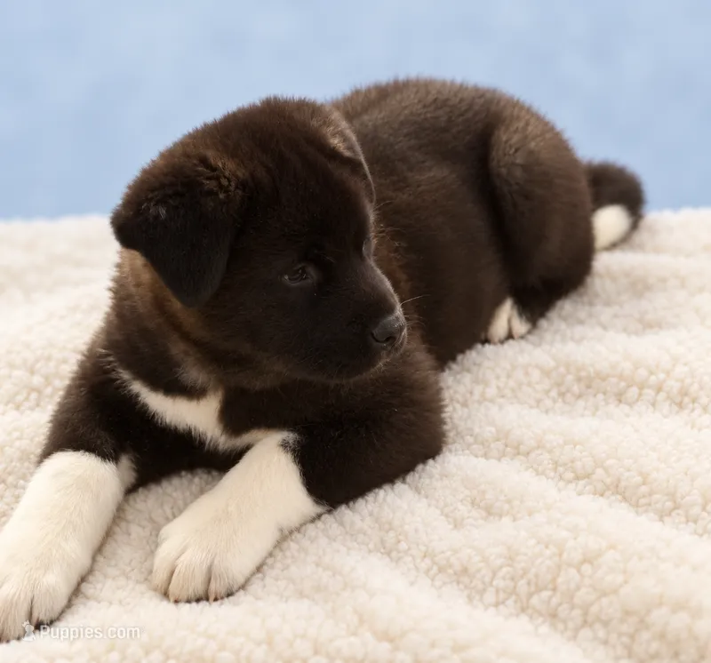Girl2 – Akita puppy for sale in Florissant, MO