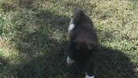 Boy2, a female Akita for sale in Florissant, MO – 2 of 10