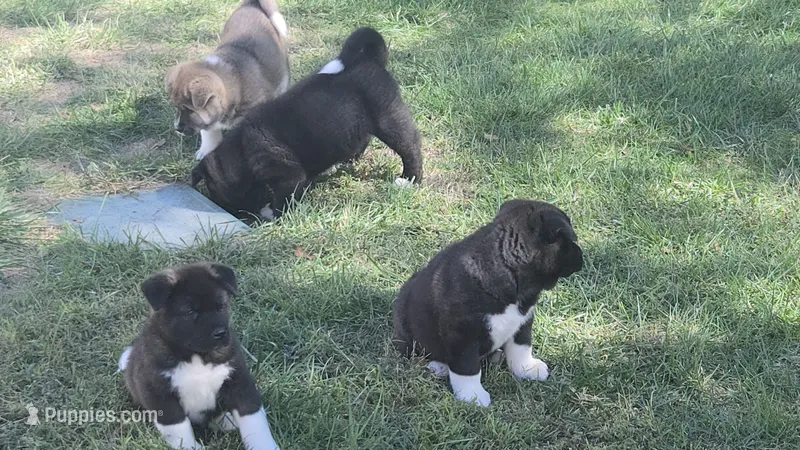Girl2 – Akita puppy for sale in Florissant, MO