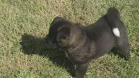 Boy2, a female Akita for sale in Florissant, MO – 8 of 10