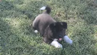 Boy1, a female Akita for sale in Florissant, MO – 9 of 10