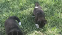 Boy2, a female Akita for sale in Florissant, MO – 5 of 10