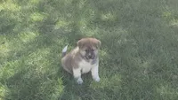 Girl1, a female Akita for sale in Florissant, MO – 4 of 6