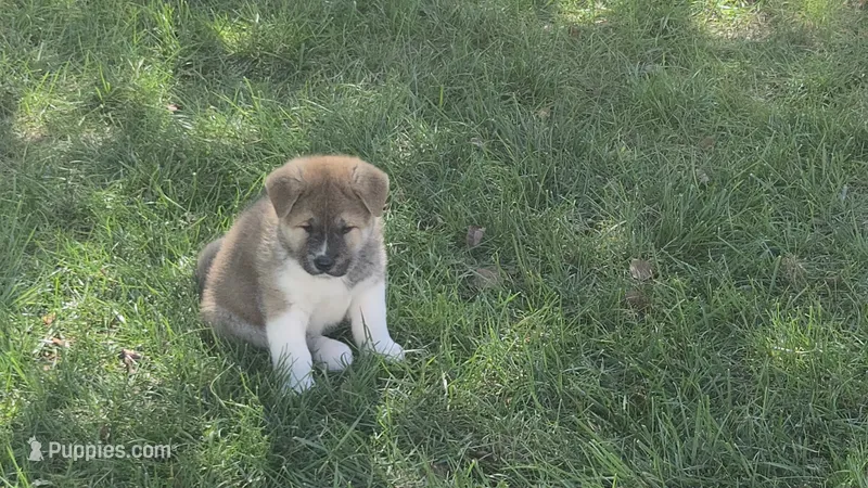 Girl1 – Akita puppy for sale in Florissant, MO