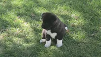 Girl2, a female Akita for sale in Florissant, MO – 3 of 5