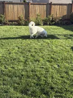 Teddy, a male Great Pyrenees for sale in Granite Falls, WA – 3 of 4
