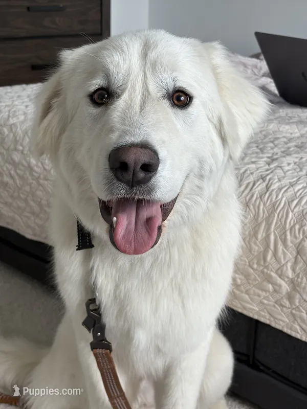 Teddy – Great Pyrenees puppy for sale in Granite Falls, WA