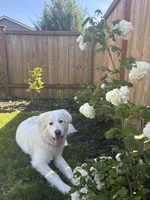 Teddy, a male Great Pyrenees for sale in Granite Falls, WA – 4 of 4