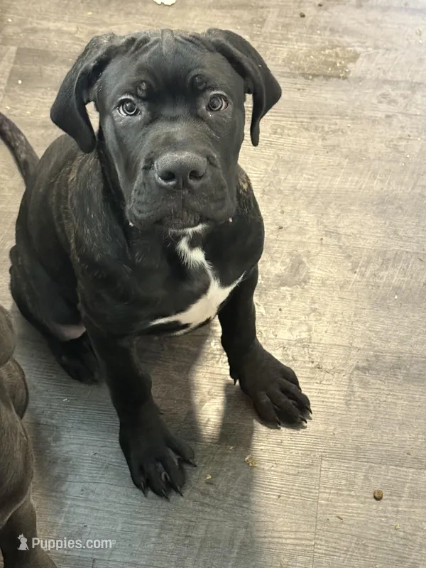 Bjorn – Cane Corso puppy for sale in Gloversville, NY