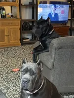 Bjorn, a male Cane Corso for sale in Gloversville, NY – Photo 2 of 2