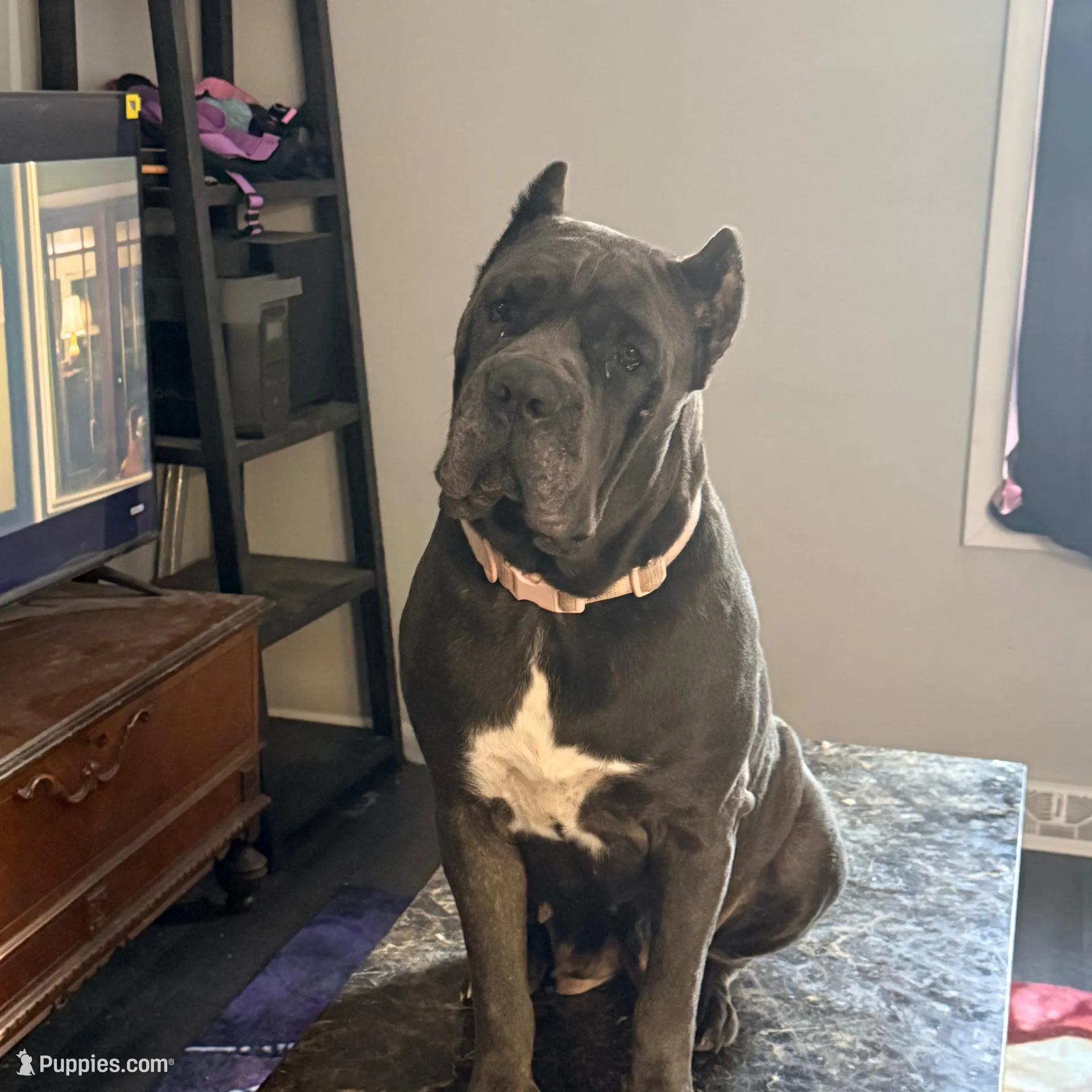 Hazel, a female Cane Corso for sale in Gloversville, NY – Photo 1 of 1