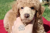 Linden , a male Poodle - Miniature  for sale in Mount Sterling, KY – Photo 5 of 5