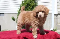 Linden , a male Poodle - Miniature  for sale in Mount Sterling, KY – Photo 3 of 5