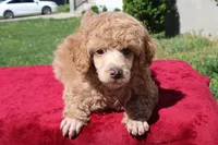 Linden , a male Poodle - Miniature  for sale in Mount Sterling, KY – Photo 4 of 5