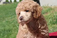 Linden , a male Poodle - Miniature  for sale in Mount Sterling, KY – Photo 2 of 5