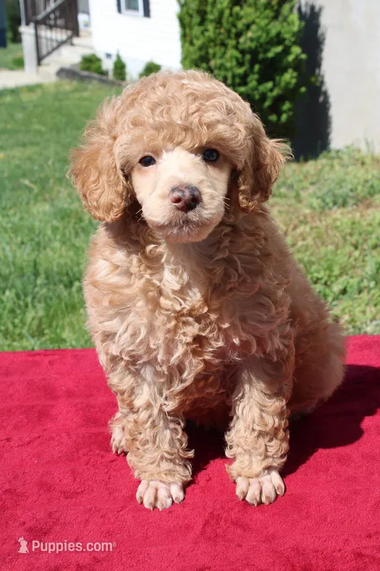 Linden  – Poodle - Miniature  puppy for sale in Mount Sterling, KY