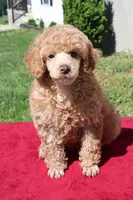Linden , a male Poodle - Miniature  for sale in Mount Sterling, KY – Photo 1 of 5