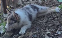 B6DR JGM6 Finn, a male Border Collie for sale in Cherryvale, KS – 5 of 10