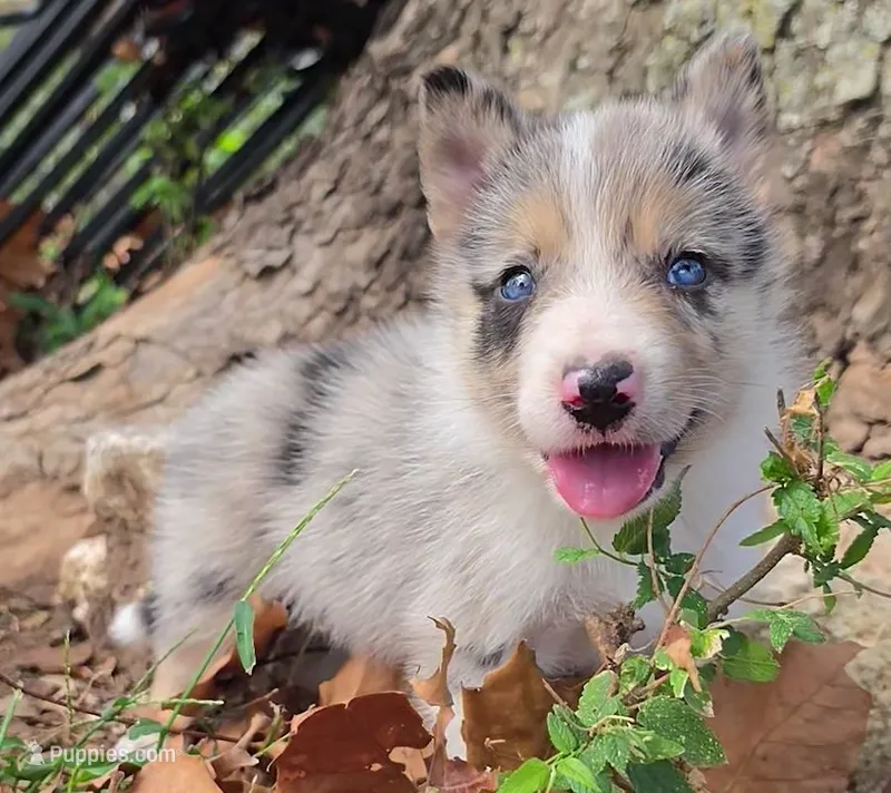 B6DR JGM6 Finn – Border Collie puppy for sale in Cherryvale, KS