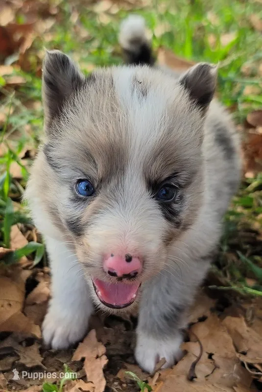 B6DR JGM5 Puck – Border Collie puppy for sale in Cherryvale, KS