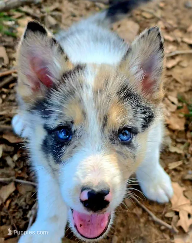 B6DR JGM6 Finn – Border Collie puppy for sale in Cherryvale, KS