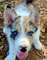 B6DR JGM6 Finn, a male Border Collie for sale in Cherryvale, KS – 1 of 10