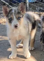B6DR JGM6 Finn, a male Border Collie for sale in Cherryvale, KS – 6 of 10