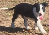 B6DR Bolt BBM2, a male Border Collie for sale in Cherryvale, KS – Photo 3 of 10