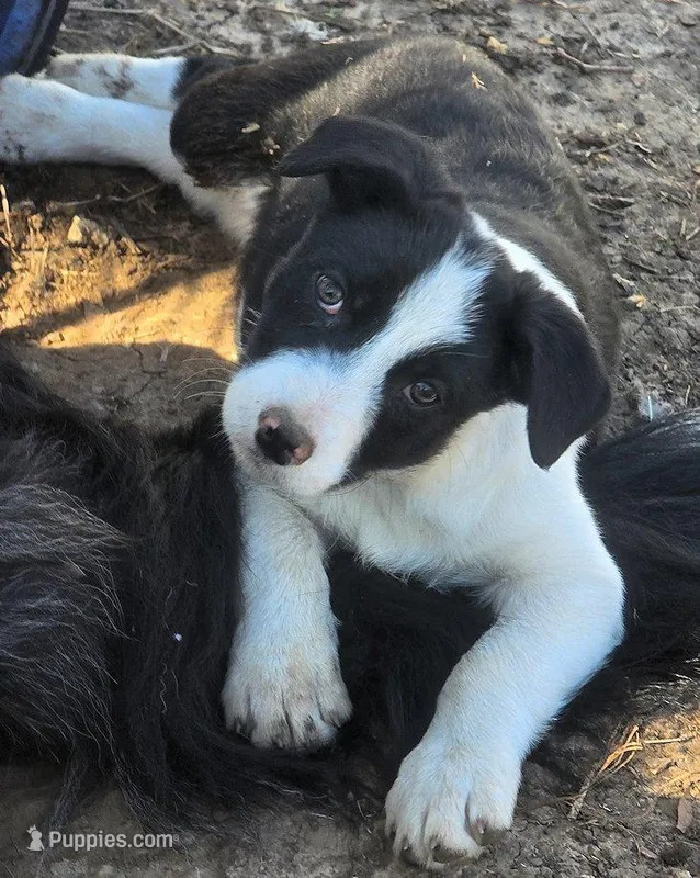 B6DR Bolt BBM2 – Border Collie puppy for sale in Cherryvale, KS