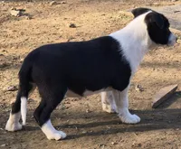 B6DR Bolt BBM2, a male Border Collie for sale in Cherryvale, KS – Photo 10 of 10