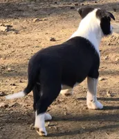 B6DR Bolt BBM2, a male Border Collie for sale in Cherryvale, KS – Photo 9 of 10