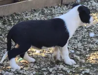 B6DR Bolt BBM2, a male Border Collie for sale in Cherryvale, KS – Photo 7 of 10