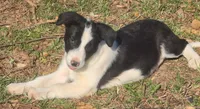 B6DR Bolt BBM2, a male Border Collie for sale in Cherryvale, KS – Photo 8 of 10