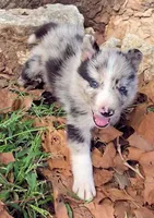 B6DR JGM3 Eoin, a male Border Collie for sale in Cherryvale, KS – 6 of 8