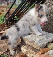 B6DR JGM6 Finn, a male Border Collie for sale in Cherryvale, KS – 5 of 8