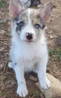 B6DR JGM6 Finn, a male Border Collie for sale in Cherryvale, KS – 7 of 10