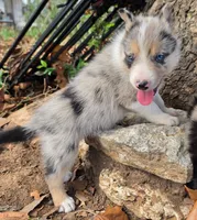 B6DR JGM6 Finn, a male Border Collie for sale in Cherryvale, KS – 3 of 8