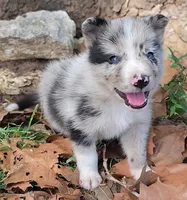 B6DR JGM3 Eoin, a male Border Collie for sale in Cherryvale, KS – 5 of 8