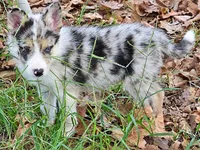 B6DR JGM6 Finn, a male Border Collie for sale in Cherryvale, KS – 3 of 10
