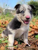 B6DR JGM2 Konnal, a male Border Collie for sale in Cherryvale, KS – 3 of 8