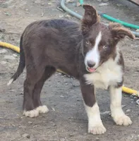 B6DR Nugget BBM1, a male Border Collie for sale in Cherryvale, KS – 5 of 10