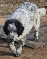 B6DR Malik, a male Great Pyrenees for sale in Cherryvale, KS – Photo 5 of 8