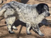 B6DR Malik, a male Great Pyrenees for sale in Cherryvale, KS – Photo 8 of 8