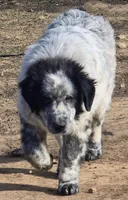 B6DR Malik, a male Great Pyrenees for sale in Cherryvale, KS – Photo 3 of 8