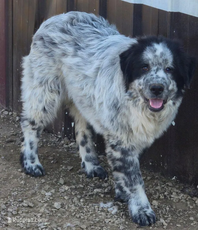 B6DR Malik – Great Pyrenees puppy for sale in Cherryvale, KS