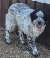 B6DR Malik, a male Great Pyrenees for sale in Cherryvale, KS – Photo 1 of 8