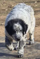 B6DR Malik, a male Great Pyrenees for sale in Cherryvale, KS – Photo 4 of 8