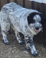 B6DR Malik, a male Great Pyrenees for sale in Cherryvale, KS – Photo 2 of 8