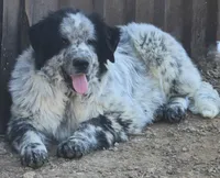 B6DR Malik, a male Great Pyrenees for sale in Cherryvale, KS – Photo 7 of 8