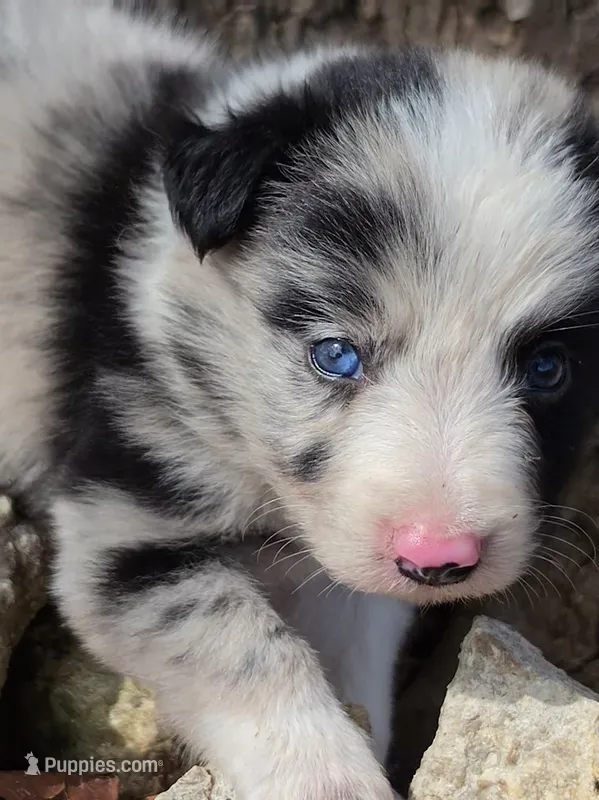 B6DR JGM1 Kian – Border Collie puppy for sale in Cherryvale, KS